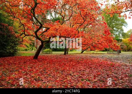 Japanische Ahorne [Acer palmatum] im Herbst im westonbirt arboretum in Großbritannien Stockfoto