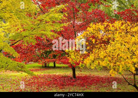 Japanische Ahorne [Acer palmatum] im Herbst im westonbirt arboretum in Großbritannien Stockfoto