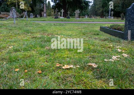 Pilze Pilze Toadstools wachsen im Herbst in einem Feenring auf einem Friedhof in Surrey, England, Großbritannien Stockfoto