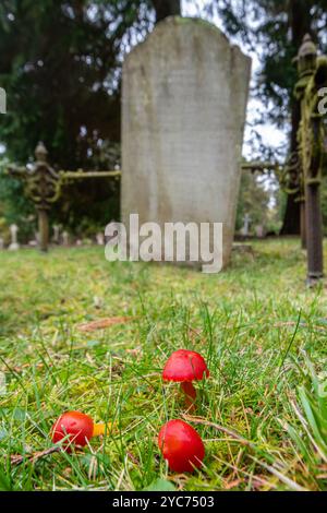 Scharlach-Wachskappen (Hygrocybe coccinea), rote Graslandpilze oder Pilze, die im Herbst auf einem Friedhof neben Gräbern in Surrey, England, Vereinigtes Königreich, wachsen Stockfoto
