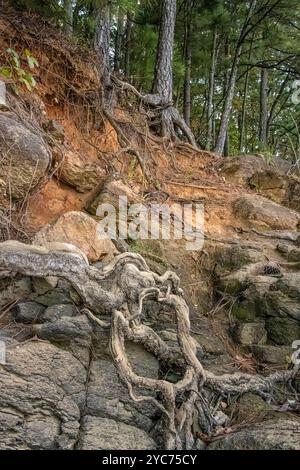 Rote Sandklippe mit Felsen und Wurzeln entlang der Küste des Lake Allatoona im Red Top Mountain State Park in Cartersville, Georgia. (USA) Stockfoto