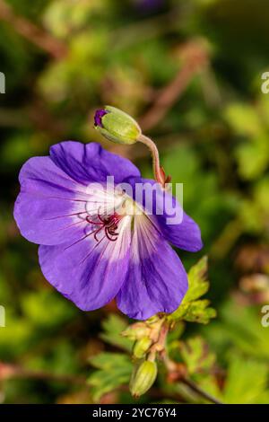 Überraschend ziemlich nah blühendes Pflanzenporträt von Geranium rozanne, Geranium 'Gerwat', Geranium hybridum 'Jolly Bee'. Darstellung, natürlich, Stockfoto