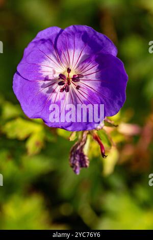 Überraschend ziemlich nah blühendes Pflanzenporträt von Geranium rozanne, Geranium 'Gerwat', Geranium hybridum 'Jolly Bee'. Darstellung, natürlich, Stockfoto