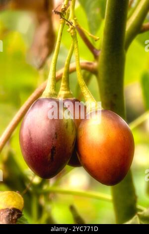 Ungewöhnliche Baumtomate Tamarillo Solanum betaceum). Natürliches Nahaufnahme-Pflanzenporträt. Natürlich, ambrosial, ansprechend, appetitlich, aromatisch, Essen Stockfoto