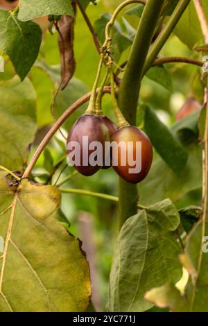 Ungewöhnliche Baumtomate Tamarillo Solanum betaceum). Natürliches Nahaufnahme-Pflanzenporträt. Natürlich, ambrosial, ansprechend, appetitlich, aromatisch, Essen Stockfoto