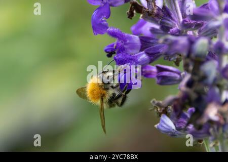 Nahaufnahme von sage Salvia „Misty“ Blue, Salvia mit sich nähernder Hummel, Bombus terrestris, mit deutlich sichtbarer langer Zunge gegen verschwommenes Bild Stockfoto