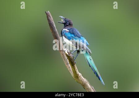 Nahaufnahme der sich formenden Magpie, Pica pica, mit Krallen, die fest an vertikalen toten Ästen haften und mit Nahrung im Schnabel gegen schlichte Hintergründe schauen Stockfoto