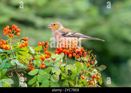 Wilde Chaffinch, Fringilla Coelebs, die auf einem Zweig des Wild Rowan, Sorbus aucuparia, zwischen den schönen roten Orangenbeeren stehen Stockfoto