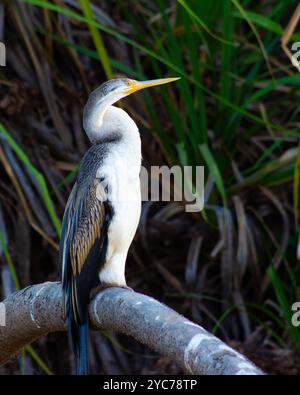 Australasischer Darter oder australischer Darter (Anhinga novaehollandiae), der auf einem Baumstamm vor einigen Schilfen im Yellow Water, Kakadu National Park, sitzt Stockfoto