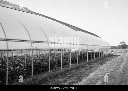 Ein offenes Gewächshaus voller reifender Tomaten an einem heißen, trüben Sommertag. Das Bild wurde auf einem analogen Film aufgenommen. Stockfoto