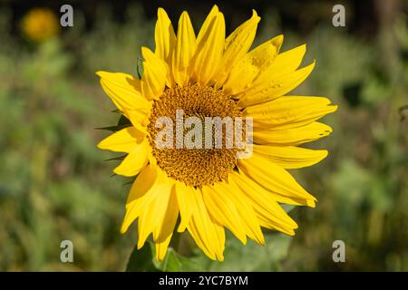 Leuchtend gelbe Sonnenblume blüht auf einem sonnigen Feld mit detaillierten Blütenblättern und zentraler Scheibe im Fokus. Naturbegriff und Lebenszyklus von Pflanzen Stockfoto