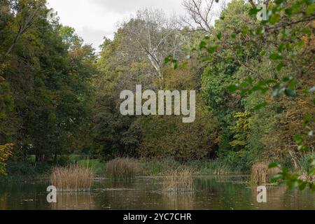 Ruhiger See umgeben von dichtem Wald und hohem Gras an bewölktem Herbsttag. Konzept der natürlichen Schönheit, Ruhe und Reflexion in der Natur Stockfoto