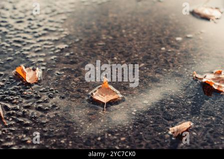 Gefallene Birkenblätter in der Pfütze auf Asphalt Stockfoto