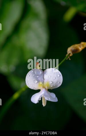 Vertikale Nahaufnahme einer frischen Blüte auf einem Spargelbohnenstängel mit Kopierraum. Hintergrund ist unscharf. Stockfoto