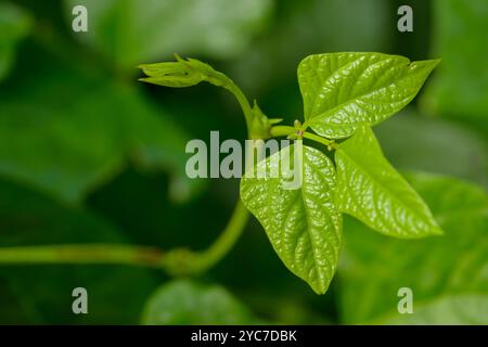 Horizontale Nahaufnahme eines jungen Sprosses und Blätter auf einer Spargelbohnenpflanze. Stockfoto