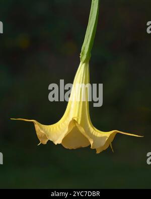 Vertikale Aufnahme einer Engel-Trompete in voller Blüte mit Kopierraum. Stockfoto