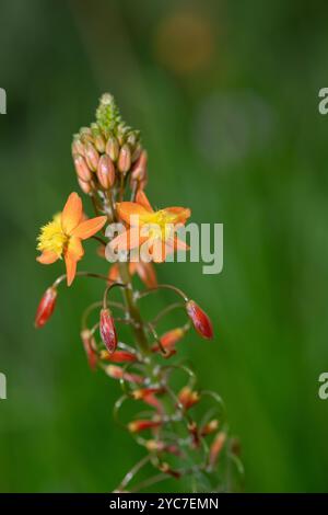 Nahaufnahme der blühenden Blüten der Stielblume (bulbine frutescens) Stockfoto