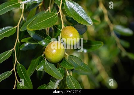 Jujube-Früchte zwischen den Blättern auf dem Zweig eines Jujube-Baumes. Stockfoto