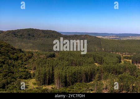 Blick auf die Eukalyptusplantage mit Vegetation und Bergen im Hintergrund. Stockfoto