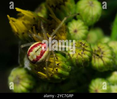 Eine ausgewachsene, mit Süßigkeiten gestreifte Spinne, Enoplognatha ovata, mit zwei roten Streifen, die über einige Blütenknospen läuft. Nahaufnahme und gut fokussiert. Stockfoto