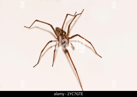Eine riesige Hausspinne, Eratigena duellica, die nur sieben Beine hat und über weiße Tapeten läuft. Braun, behaart und gut fokussiert. Stockfoto