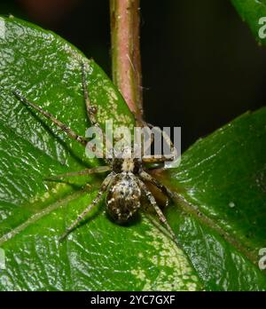 Eine wandernde Krabbenspinne, Philodromus aureolus, ruht auf einem kleinen Busch am Kanalrand. Nahaufnahme und gut fokussiert mit natürlichem Hintergrund. Stockfoto