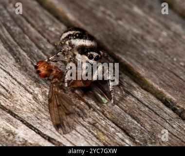 Eine weibliche Zebraspringende Spinne, Salticus Scenicus, Essen auf einer Bilderflügelfliege. Nahaufnahme, gut fokussiert und ein bisschen grausam, wenn man genau hinsieht. Stockfoto