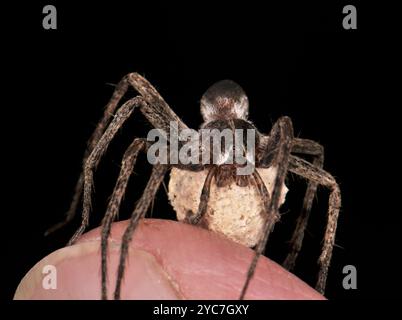 Eine weibliche Spinnennetze, Pisaura mirabilis, ruht auf meinem Daumen, sie hat einen massiven Eiersack, der ihren Körper sehr klein macht. Sehr auffällige Augen. Stockfoto