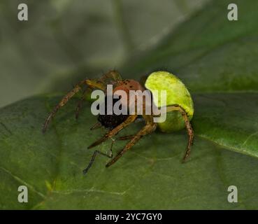 Eine erwachsene weibliche Gurkenspinne, Araniella cucurbitina, läuft auf einem Blatt entlang. Er trägt eine zerquetschte Fliege im Kiefer. Nahaufnahme und ungewöhnlich. Stockfoto