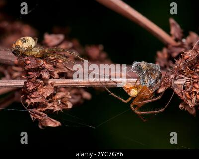 Eine männliche eurasische Panzerspinne, Metellian segmentata, hat Nahrung von einem Gartenorbweber gestohlen. Er wird das Essen seinem Gefährten geben. Stockfoto