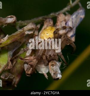 Araneus quadratus, eine vier-Punkte-Kugel-Weberspinne, die ihre neueste Beute einhüllt. Gut fokussiert und detailliert mit einem natürlichen, verworrenen Hintergrund. Stockfoto