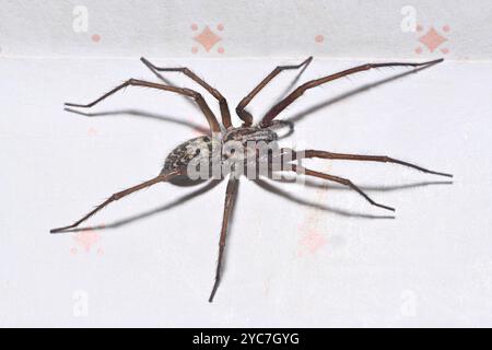 Gut fokussierte Nahaufnahme einer riesigen Hausspinne, Eratigena duellica, an einer Hauswand. Der Hintergrund ist überwiegend weiß. Stockfoto