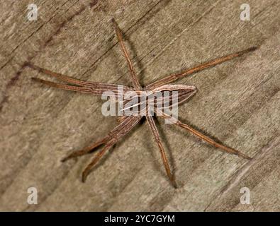 Eine männliche Baumstammspinne, Pisaura mirabilis, auf einem Stück verwittertem Holz. Eine langbeinige Art. Gut fokussiert und Nahaufnahme mit guten Details. Stockfoto