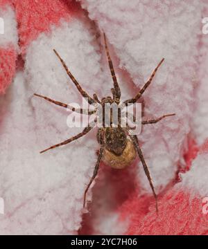 Eine weibliche gefleckte Wolfsspinne, Pardosa amentata, mit einem riesigen Eiersack. Sie läuft über weggeworfenes, modernes Material. Nahaufnahme und gut fokussiert. Stockfoto