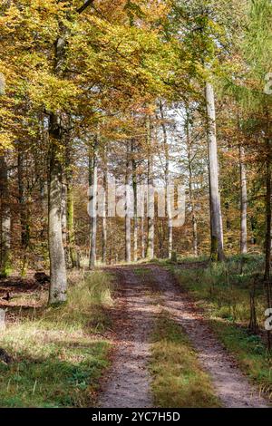 Ein friedlicher und ruhiger Feldweg schlängelt sich langsam durch einen lebhaften und farbenfrohen Herbstwald voller üppiger Blätter Stockfoto