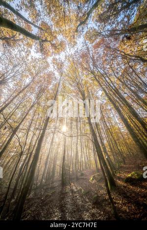 Ein atemberaubender Blick auf einen lebhaften Herbstwald, wo das Sonnenlicht sanft durch die Äste scheint Stockfoto