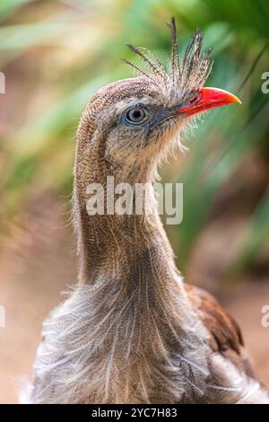 Porträt des rotbeinigen Seriema, Cariama cristata, auch bekannt als das Kämmercariama Stockfoto