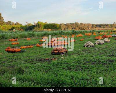 Anhäufungen von orange und weiß geernteten Kürbissen auf einem grünen Grasfeld im Herbst Stockfoto