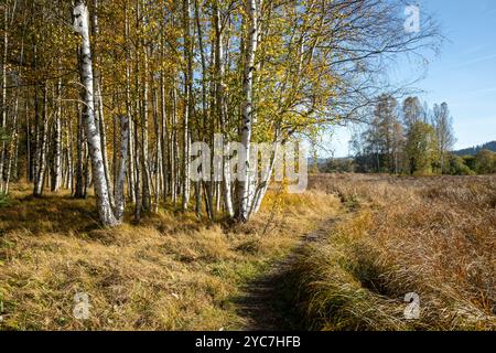 Sonnendurchflutete Herbstbirken und ein Weg am Rande einer Wiese. Farbenfrohe, sonnige Birkenlandschaft im Herbst. Viele Birken und Wiesen in der Herbstlandschaft. Stockfoto