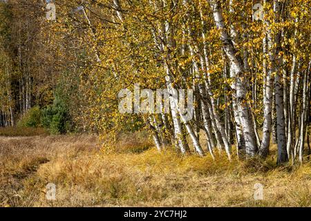 Sonnenverwöhnte Herbstbirken am Rande der Wiese. Farbenfrohe, sonnige Birkenlandschaft im Herbst. Viele Birken in Herbstlandschaft. Stockfoto