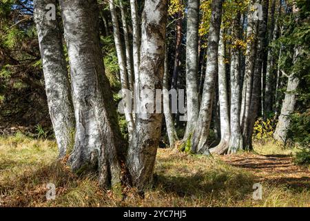 Sonnendurchflutete Herbstbirken und andere Bäume. Farbenfrohe, sonnige Birkenlandschaft im Herbst. Viele Birken in Herbstlandschaft. Stockfoto