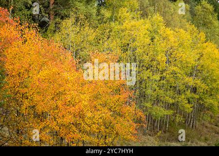 Farbenfroher Herbst voller orange und gelb gefärbter Bäume. Erstaunliche Herbstfarben an Bäumen, Büschen und Pflanzen. Stockfoto