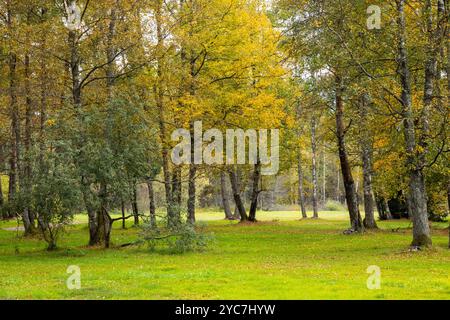 Ein Herbstpark voller bunter Bäume. Park voller gelber, orangener, herbstfarbener Bäume. Frühherbst, frisch gefallene Blätter auf grünem Gras. Stockfoto