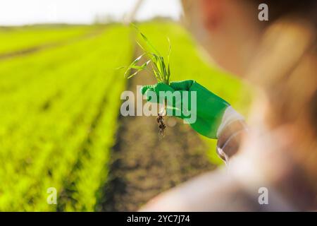 Junger Agronomist hält einen Weizenkeim mit Wurzeln auf dem Feld und kontrolliert das Wachstum der Ernte im Herbst, das Konzept der modernen Agrarwirtschaft, neue tec Stockfoto