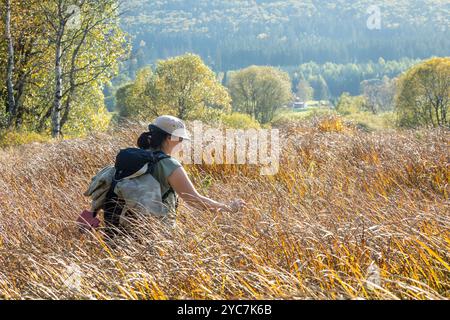 Eine Frau läuft im hohen, trockenen Herbstgras. Sonniger Tag im Herbstgras, Büsche und Bäume. Frau in schöner Herbstlandschaft an sonnigem Tag. Stockfoto