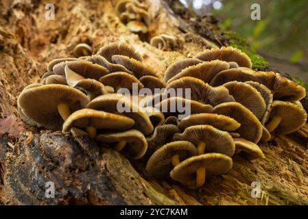 Eine Gruppe winziger Pilze auf nassem Waldboden nach Regen. Nahaufnahme des Fotos Stockfoto