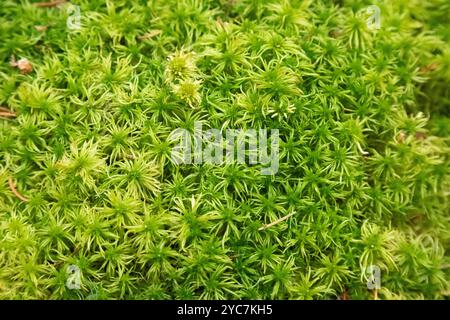 Detail von grünem Moos von oben. Die Konsistenz des Mooses im Wald. Hintergrund der Moosdetails. Stockfoto