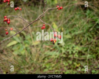 Exemplar der Pflanze Rosa Canina im Herbst mit roten Früchten am Zweig Stockfoto