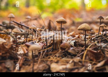 Eine Gruppe winziger Pilze auf nassem Waldboden nach Regen. Nahaufnahme des Fotos Stockfoto