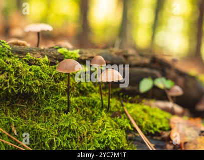 Eine Gruppe winziger Pilze auf nassem Waldboden nach Regen. Nahaufnahme des Fotos Stockfoto